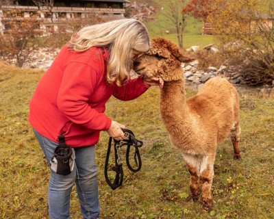 An elderly woman in a red sweater tenderly interacts with a brown alpaca in a picturesque Austrian