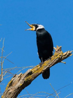Common Cormorant (Phalacrocorax carbo), adult male in breeding plumage, with its beak wide open, to