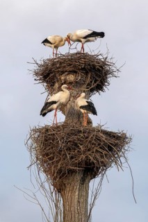 White storks, Rapperswil, Switzerland