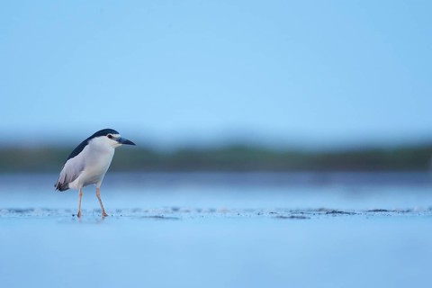 Black-crowned Night Heron (Nycticorax nycticorax), Camarque, France