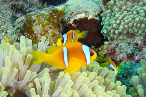 Red sea anemonefish (Amphiprion bicinctus)