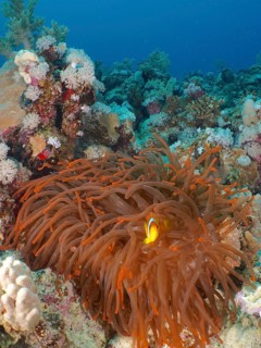Bubble anemone (Entacmaea quadricolor)