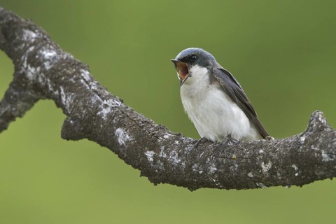 Tree Swallow (Tachycineta bicolor), British Columbia, Canada