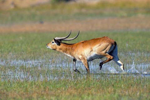 Red hartebeest, Africa, Botswana, (Kobus leche), Okovango Delta