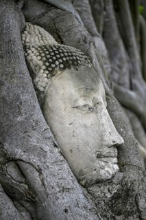 Sandstone Buddha head at the foot of a Bodhi tree in Wat Mahathat, Temple of the Great and Holy