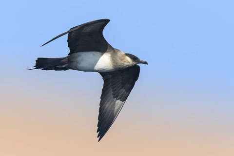 Parasitic Jaeger (Stercorarius parasiticus) flying, Eilat, Israel