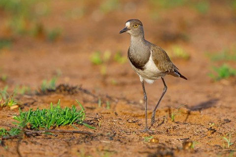 Lapwing (Vanellus lugubris), animals, birds, biotope, habitat, foraging, wader, plover family,