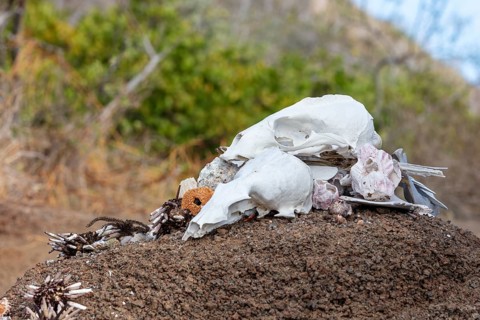 Galapagos, Ecuador