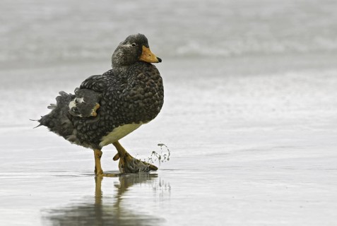 Flying Steamer Duck (Tachyeres patachonicus), Falkland Islands