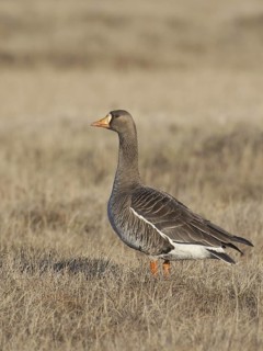 Greater White-fronted Goose (Anser albifrons), Alaska, USA
