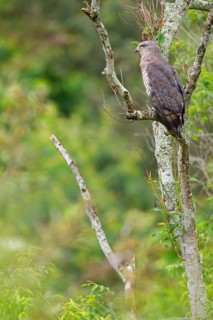 Fasciated Snake-Eagle, Southern Banded Snake-Eagle, Southern Banded Snake-Eagle, Southern Banded