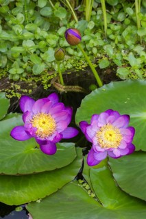 Purple coloured tropical water lilies in a garden pond, Gigantea Dark Purple, water lily,