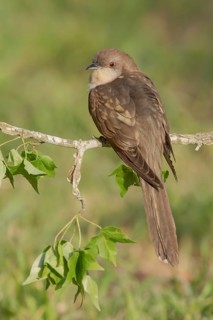 Black-billed Cuckoo (Coccyzus erythropthalmus) perched on a branch, Texas, USA