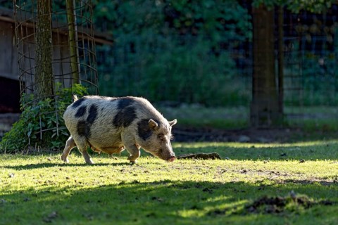 Pot-bellied pig (Sus scrofa f. domestica), female, sow, running and sniffing in oblique evening