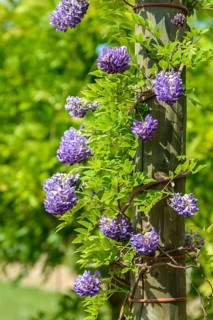 American blue rain (Wisteria frutescens 'Longwood Purple'), Saxon State Office for the Environment,