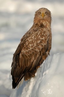 White-tailed Eagle (Haliaeetus albicilla), Hokkaido, Japan