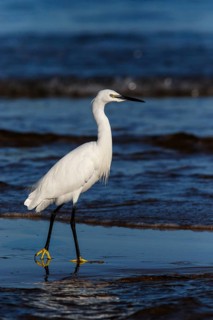 Little Egret (Egretta garzetta) on shore, Asturias, Spain