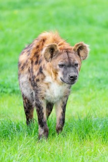 An adult male spotted hyena (Crocuta crocuta) running across a green meadow. Frontal portrait