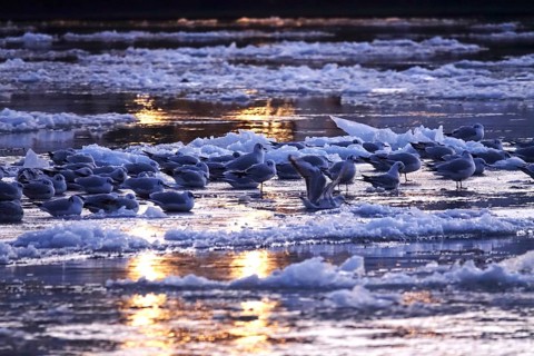 Elbe with ice floes, seagulls, winter, Dresden, Saxony, Germany