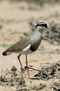 Crowned plover (Vanellus coronatus) foraging in dry riverbed in the Kalahari desert, Kgalagadi