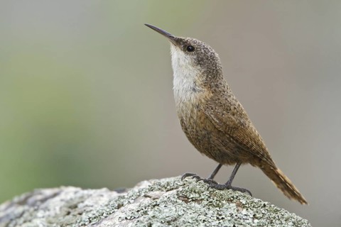 Canyon Wren (Catherpes mexicanus), British Columbia, Canada
