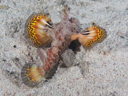 Red Sea Walkman (Inimicus filamentosus)