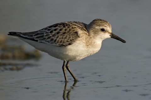 Long-toed Stint (Calidris subminuta) foraging, Western Australia, Australia