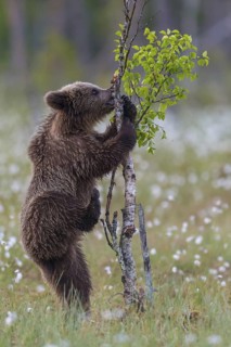 Eurasian Brown Bear (Ursus arctos) cub climbing on young tree in white cottongrass, Finland