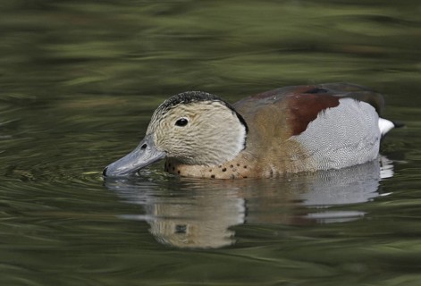 Ringed Teal (Callonetta leucophrys), California, USA