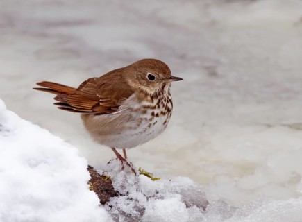 Hermit Thrush, Catharus guttatus, perched on a snowy covered pond in Saskatoon, Saskatchewan,