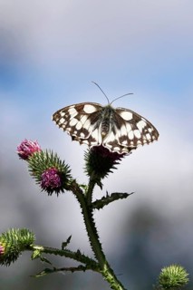 Marbled white (Melanargia galathea), July, Saxony-Anhalt, Germany