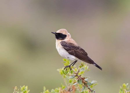 Black-eared Wheatear (Oenanthe hispanica) male, Lesvos, Greece