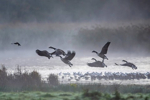 Canada Goose, Branta Canadensis, birds in flight over marshes