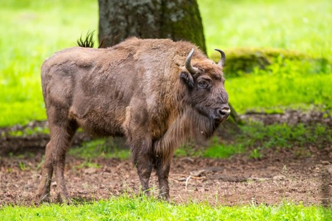 European bison (Bison bonasus) standing under a tree in summer, Bavarian Forest, Germany