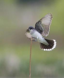 Eastern Kingbird (Tyrannus tyrannus), Montana, USA