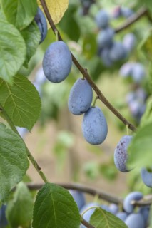 Plum (Prunus domestica 'Presenta'), LVG Erfurt, Erfurt, Thuringia, Germany