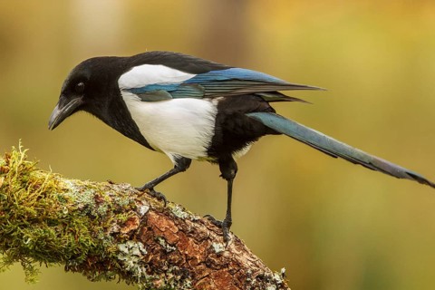 Eurasian magpie (Pica pica), perched on a branch, Castile and Leon, Spain