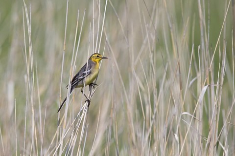 Citrine Wagtail (Motacilla citreola) female, Dornod Province, Mongolia