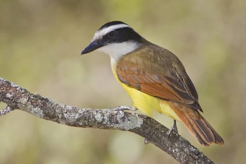 Great Kiskadee (Pitangus sulphuratus), Texas, USA