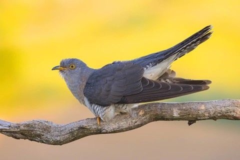 Common cuckoo (Cuculus canorus), Coucou gris, Cuco Europeo, Cuco Común, Ast, branch, Ormoz area,