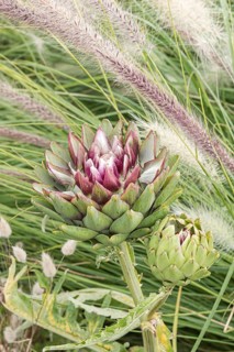 Artichoke (Cynara cardunculus ssp. scolymus),  Germany