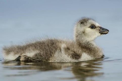 Barnacle Goose (Branta leucopsis) juvenile, Schleswig-Holstein, Germany