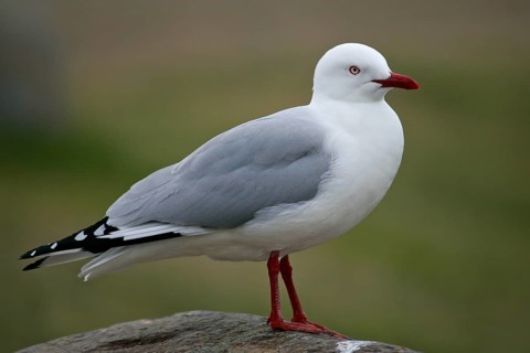 Silver Gull (Chroicocephalus novaehollandiae scopulinus), South Island, New Zealand