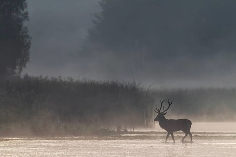 In a few seconds the red deer (Cervus elaphus) will have disappeared into the reed belt, morning