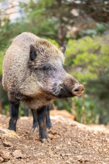 Wild Boar (Sus scrofa), captive, in the autumn forest, Pyrenees, Catalonia, Spain