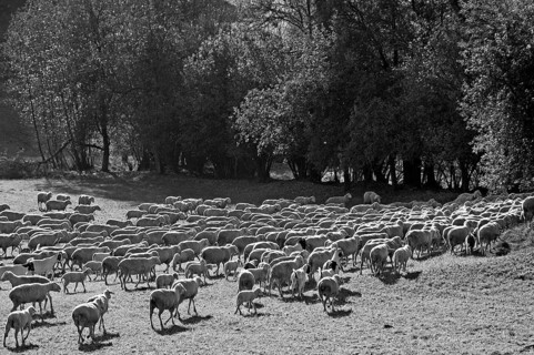 Sheep on a pasture against light, black and white, Egloffstein, Upper Franconia, Bavaria, Germany