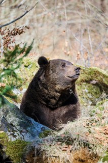 European brown bear (Ursus arctos arctos) in a forest, Bavaria, Germany