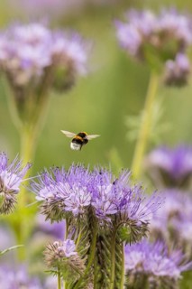 Buff-tailed bumble bee (Bombus terrestris) worker feeding on nectar from Scorpionweed (Phacelia