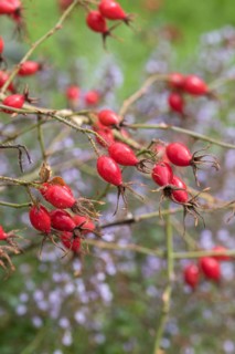 Sweet briar (Rosa rubiginosa), Oberdieck-Garten, Germany