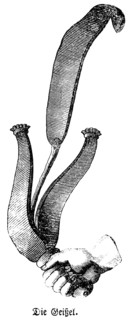 The scourge, whip made of leather straps with iron at the ends, punishment for embarrassing
